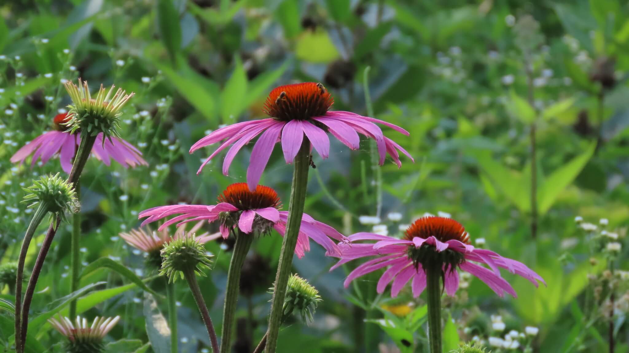 Echinacea purpurea